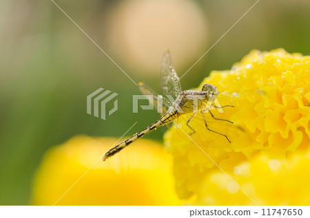 Marigolds or Tagetes erecta flower and dragonfly Marigolds or Tagetes erecta flower and dragonfly 11747650