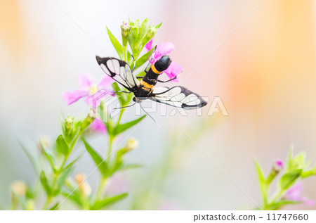 Pink Cuphea hyssopifolia or false heather or Mexican heather or Pink Cuphea hyssopifolia or false heather or Mexican heather or 11747660
