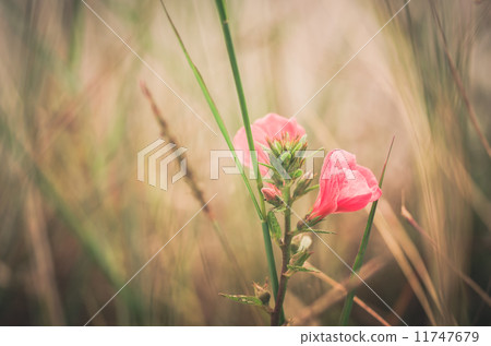 Pink flower vintage 11747679