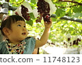 Grape picking 11748123