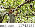 Grape picking 11748124