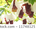 Grape  11748125