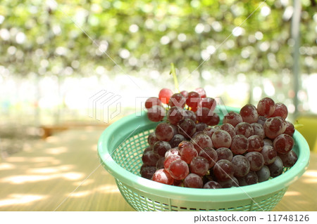 Grape  11748126