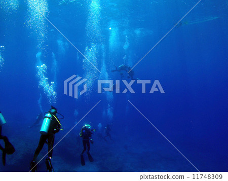 多樣性 -  11748309