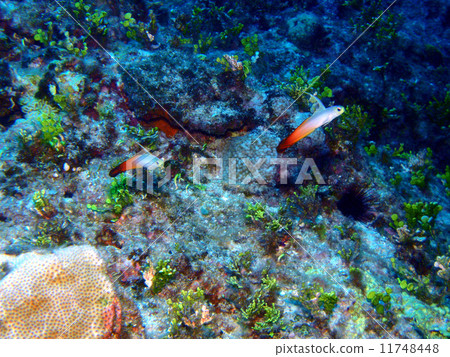 Hatatatehaze 11748448