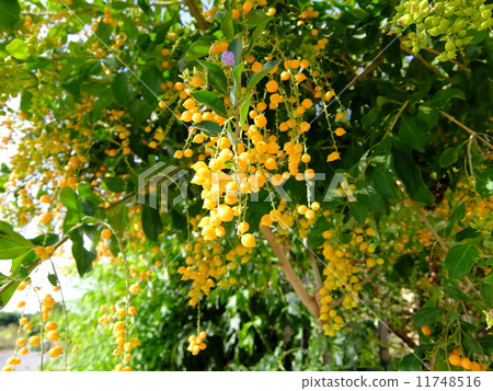 杜蘭塔的果實 11748516