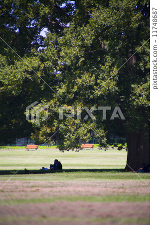 光葉櫸 大樹 野餐 11748687