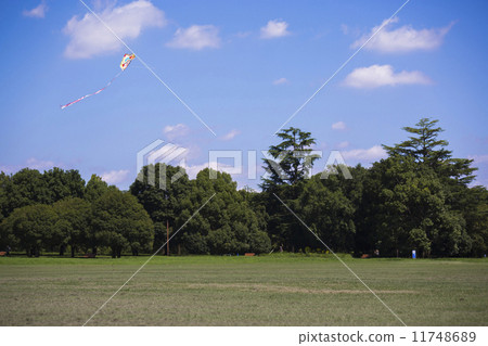 放風箏 公園 風 11748689