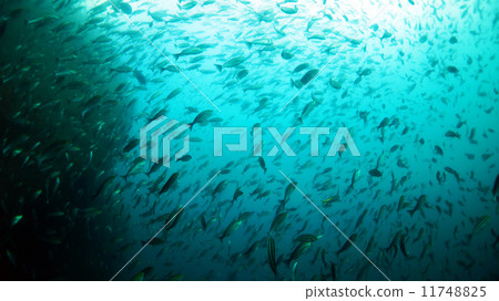 A group of Isaki underwater on Kanzimoto Island 11748825