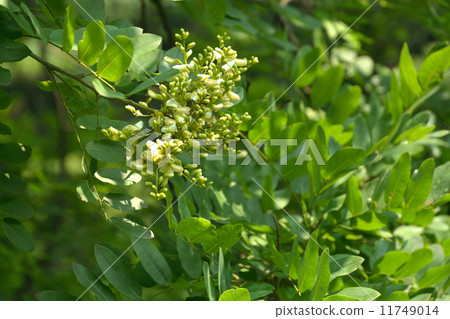 樹·酶家庭 樹·酶家庭 11749014