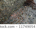 Sea environment Amiebi 2 11749054