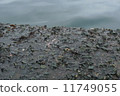 Sea environment Amiebi 1 11749055