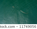 Lock-on 11749056