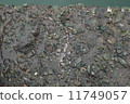 Sea environment Amiebi 3 11749057