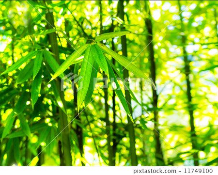 Bamboo forest 1: Horizontal 11749100