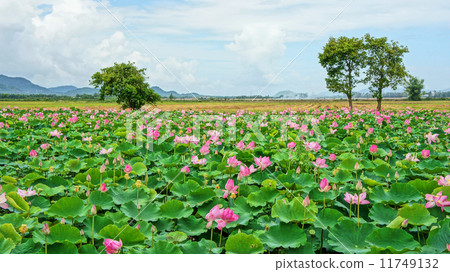 Vietnam travel, Mekong Delta, lotus pond 11749132