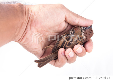 Death body of sparrow in hand 11749177