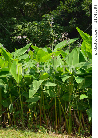 Plant · Mizukanna Department of Crucifer Plant · Mizukanna Department of Crucifer 11749393