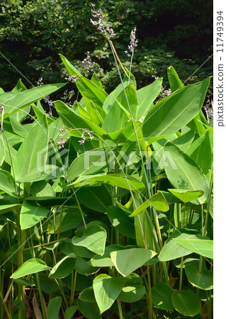 Plant · Mizukanna Department of Crucifer Plant · Mizukanna Department of Crucifer 11749394