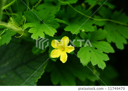 戈雅花 戈雅花 11749470