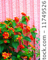花朵 花 花卉 11749526