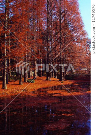 Autumn park Autumn park 11749576