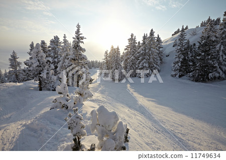 Winter Landscape 11749634