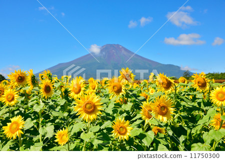 向日葵和富士山 11750300