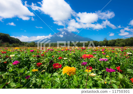 Hyakusou山和富士山 Hyakusou山和富士山 11750301
