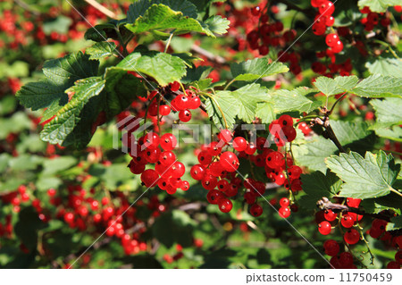 red currant plant with fruits 11750459