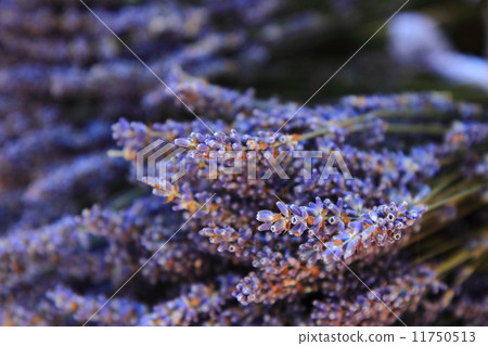 levander flower detail levander flower detail 11750513