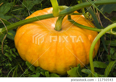 Big pumpkin in garden 11750543