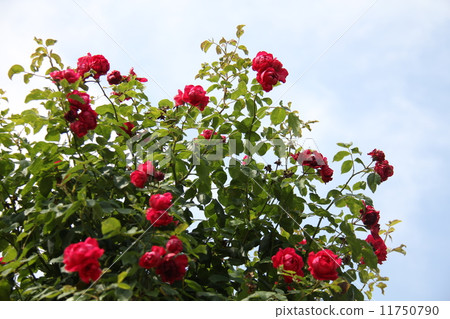 Red roses Red roses Rose flowers 15 rings 11750790