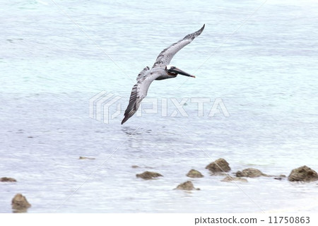 Evolutionary island Island living in the sea of Galapagos to fly sea fishes to capture underwater fish Pelican Evolutionary island Island living in the sea of Galapagos to fly sea fishes to capture underwater fish Pelican 11750863