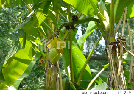Plants · Basho Bathoidae 11751269