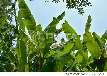 Plants · Basho Bathoidae 11751271