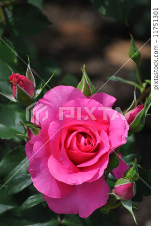 Ullara in one wheel 11751301