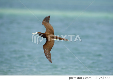 Tropical bird 92 11751688