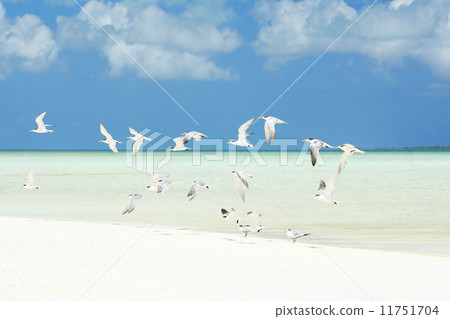 熱帶鳥類93 11751704