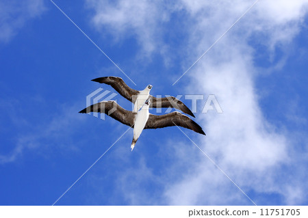 熱帶鳥88 11751705