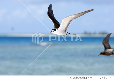 Tropical bird 79 11751722