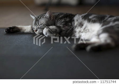 Sleeping cat 4 11751744