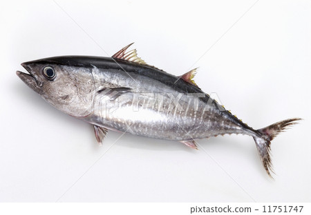 一條金槍魚 11751747