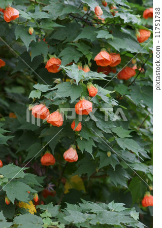 Abutilon Stratumu aka Flower (Shouji) 11751788