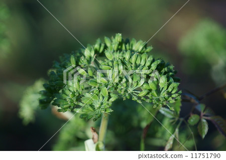 Tomorrow Leaves Ashitaba fruit 11751790