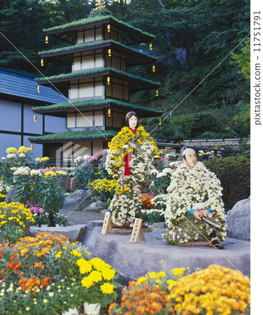 Nihonmatsu Chrysanthemum 11751791