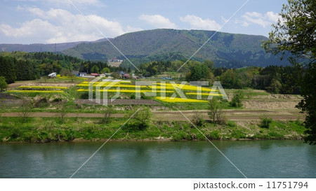 Shinshu Iiyama Nanohana和Chikuma河 Shinshu Iiyama Nanohana和Chikuma河 11751794