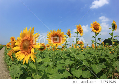 Sunflower 991 Sunflower 991 11751989