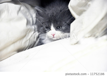 Sleepy kitty cat Sleepy kitty cat 11752186