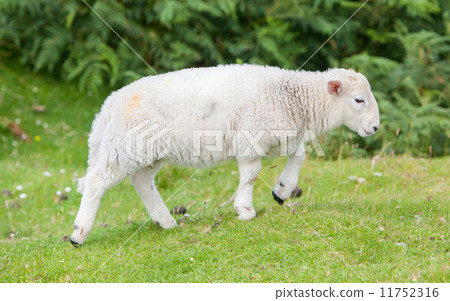 Little cute lamb walking Little cute lamb walking 11752316